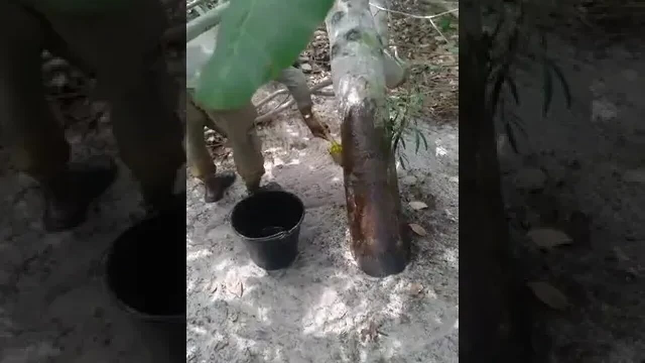 Tree painting