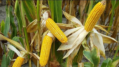 In this video we showcase the incredible impact of Albit on corn crops growth and higher yields.