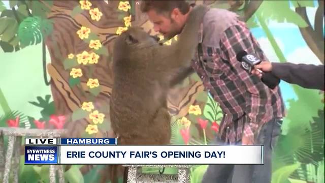 Erie County Fair welcomes "Wild About Monkeys"