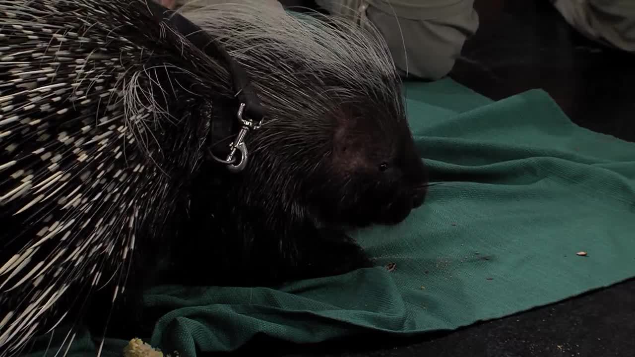 Priscilla Porcupine from Palm Beach Zoo