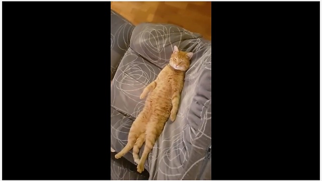 Yoga Cat Knows How To Strike A Meditating Pose