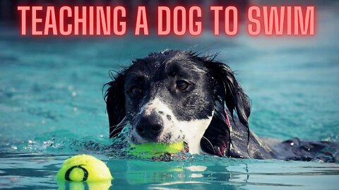 Animal swimming; It is very interesting that a dog has gone to swimming class