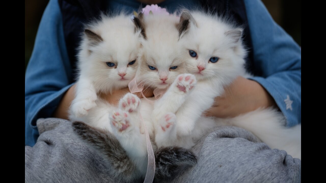 cute kitten with shot legs