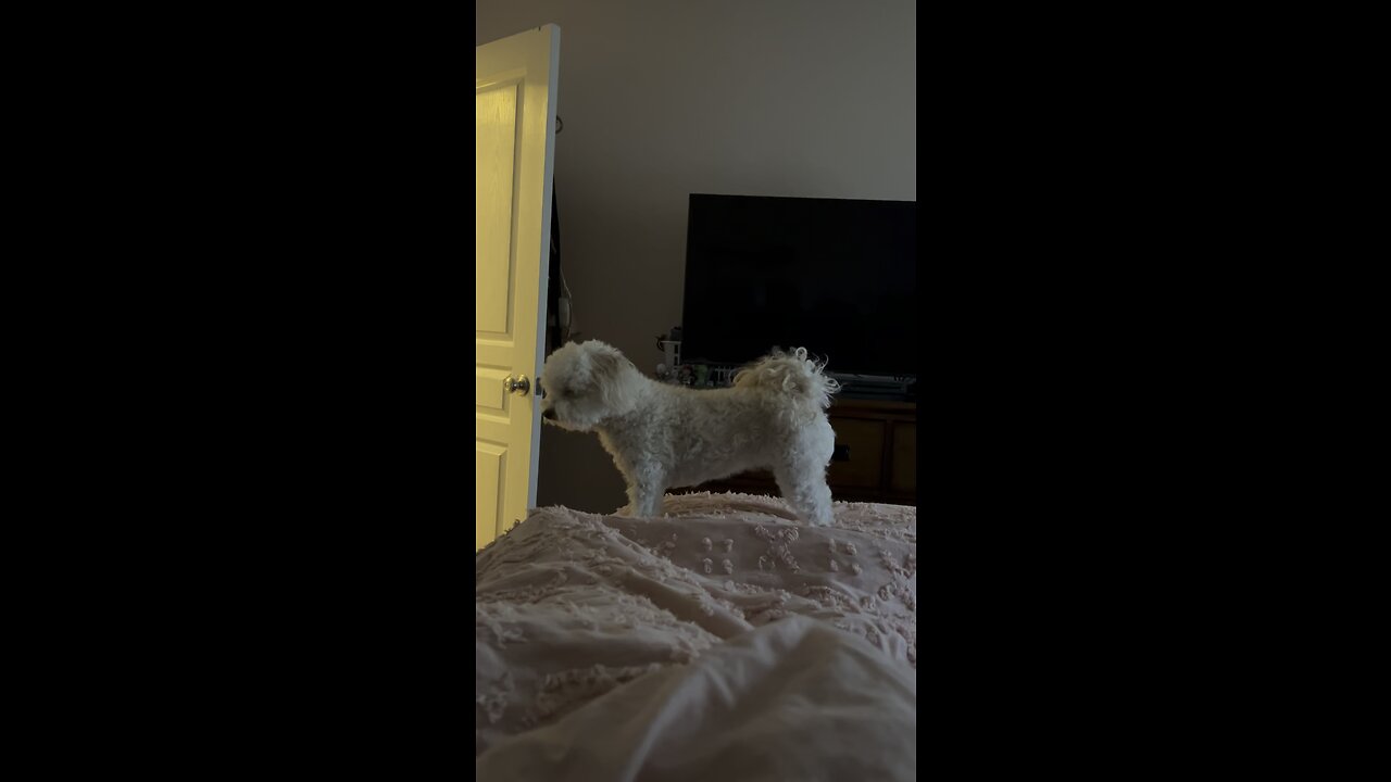 Dog reaction to Uber eats