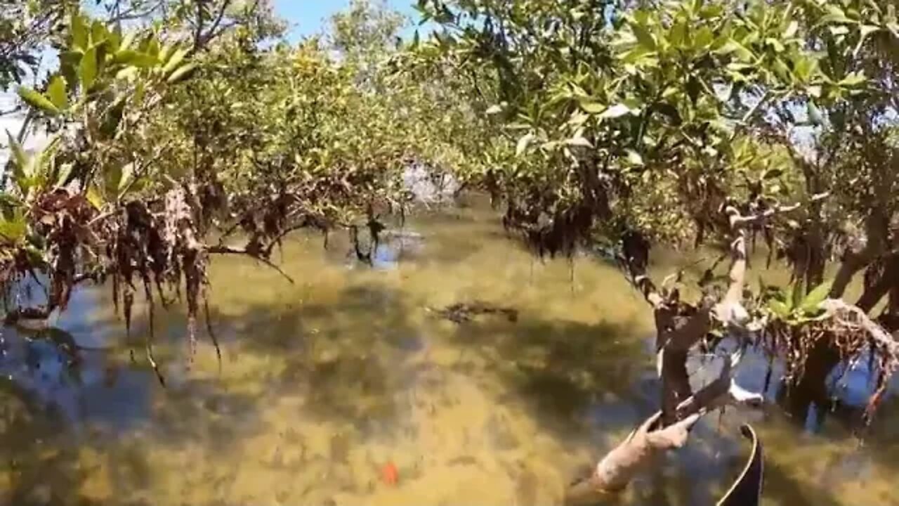 GIANT CRAB Catch and Cook BOW n ARROW vs FISH @@ 16