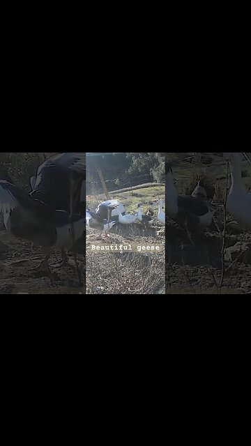 Happy geese. Farm surveillance