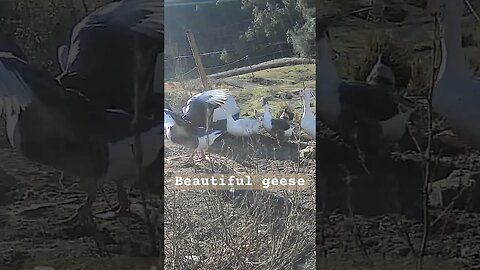 Happy geese. Farm surveillance