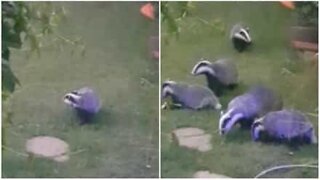 Tassi invadono il giardino tutti i giorni