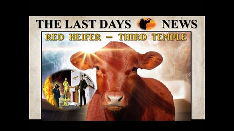 This is HUGE! Red Heifers Arrive in Israel...Third Temple Will Soon Be Rebuilt