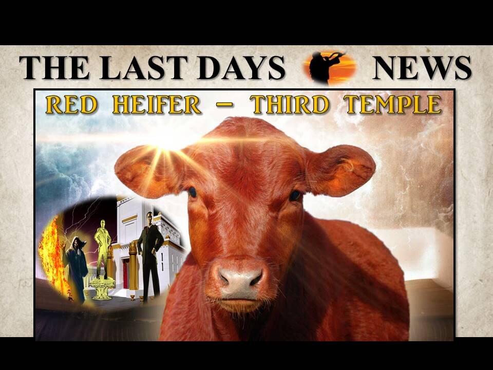 This is HUGE! Red Heifers Arrive in Israel...Third Temple Will Soon Be Rebuilt