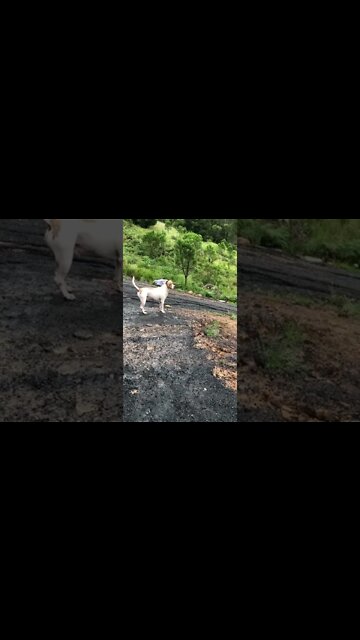 The dog alerts me to deer while I’m filming brumbies