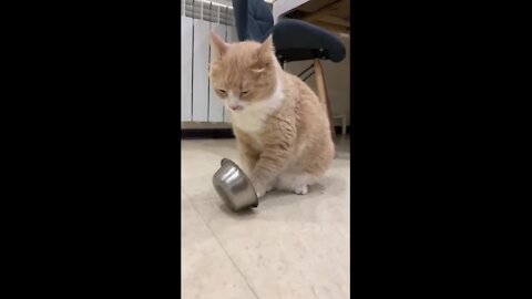 Clever cat plays with food bowl to ask for dinner #Shorts