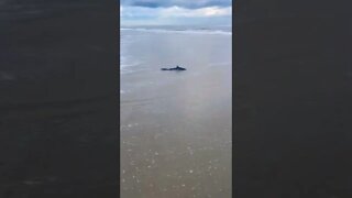 Looking for Shark teeth, found a real shark instead! #shorts 🦈😱