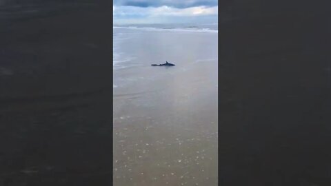 Looking for Shark teeth, found a real shark instead! #shorts 🦈😱