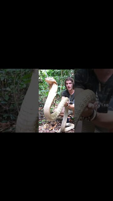 Worlds biggest KING COBRA ⁉️ #kingcobra #shorts #snake #Borneo