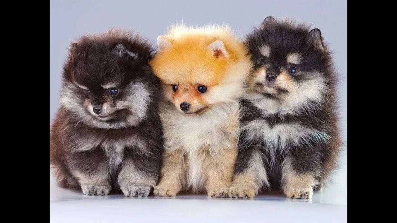 Cute Puppies that will make your heart melt❤