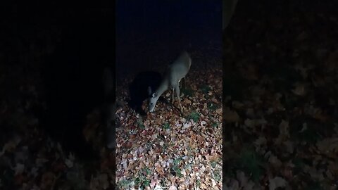 Jennifer the Doe after Dark