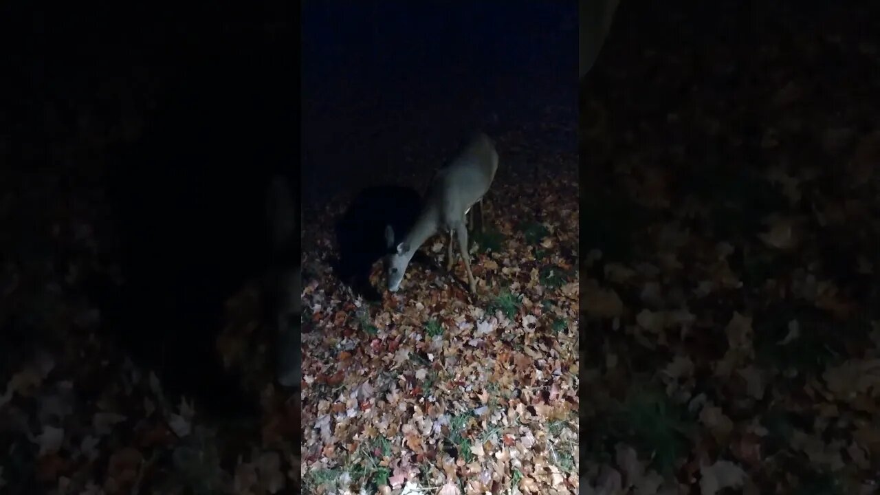 Jennifer the Doe after Dark