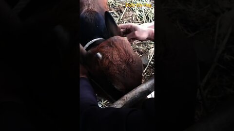 oh my god how people punish cows that run around