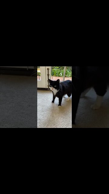 1Min Animal World #dogs #cats #pet