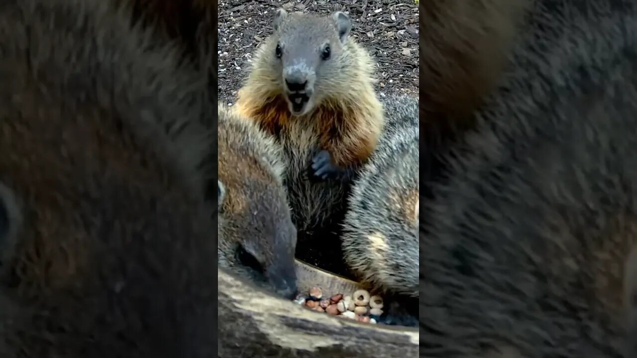 Cutest Eating Action EVER - Groundhog #animals #shorts