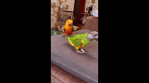 funny animals video