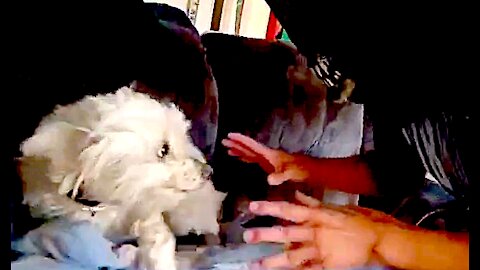 🎃 Happy Halloween Everyone! 🎃 👹👿 👻 HALL🎃WEEN PRANK - Scarring Maltese Poodle 🐶 to Death 💀 #shorts