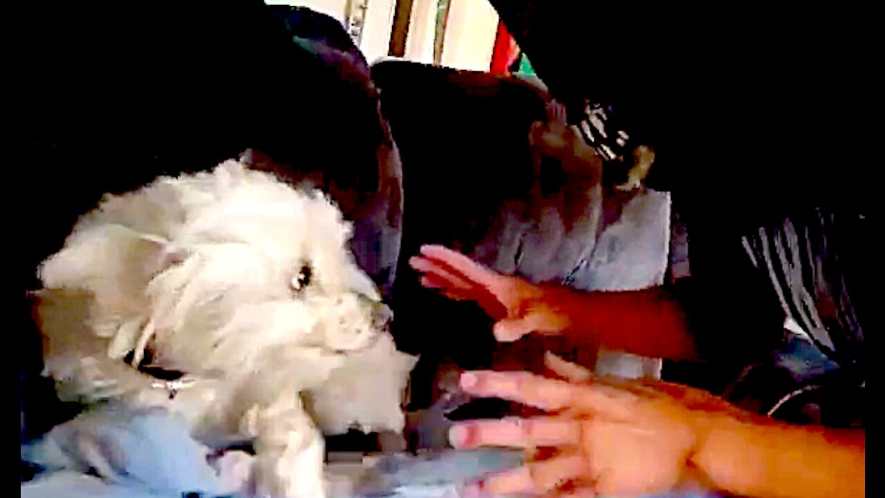 π Happy Halloween Everyone! π πΉπΏ π» HALLπWEEN PRANK - Scarring Maltese Poodle πΆ to Death π #shorts