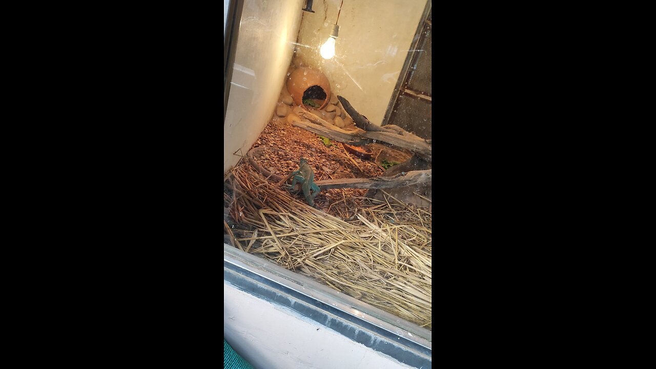 Colour Changing Lizard in Lucknow zoo #lucknow #zoo