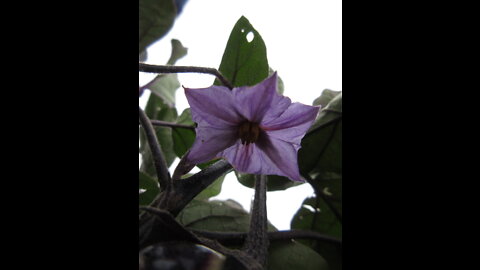 The Nightshade Family Eggplant Oct 2021