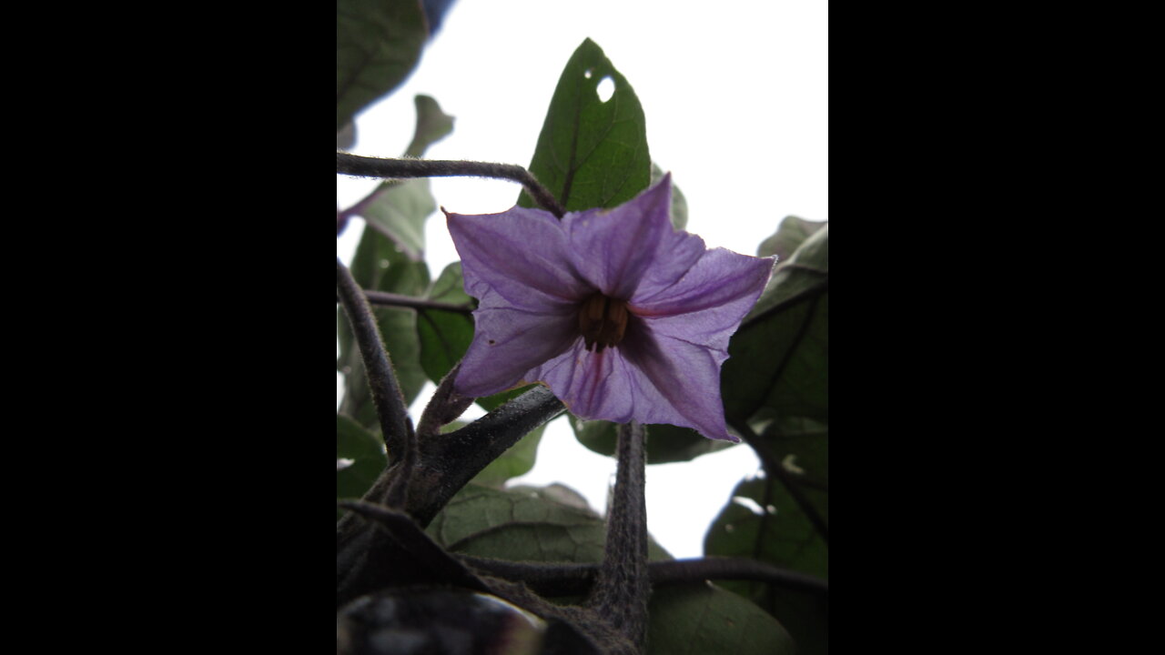 The Nightshade Family Eggplant Oct 2021