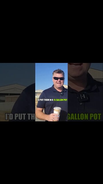 Make Money Selling Palm Trees #shorts #sidehustle