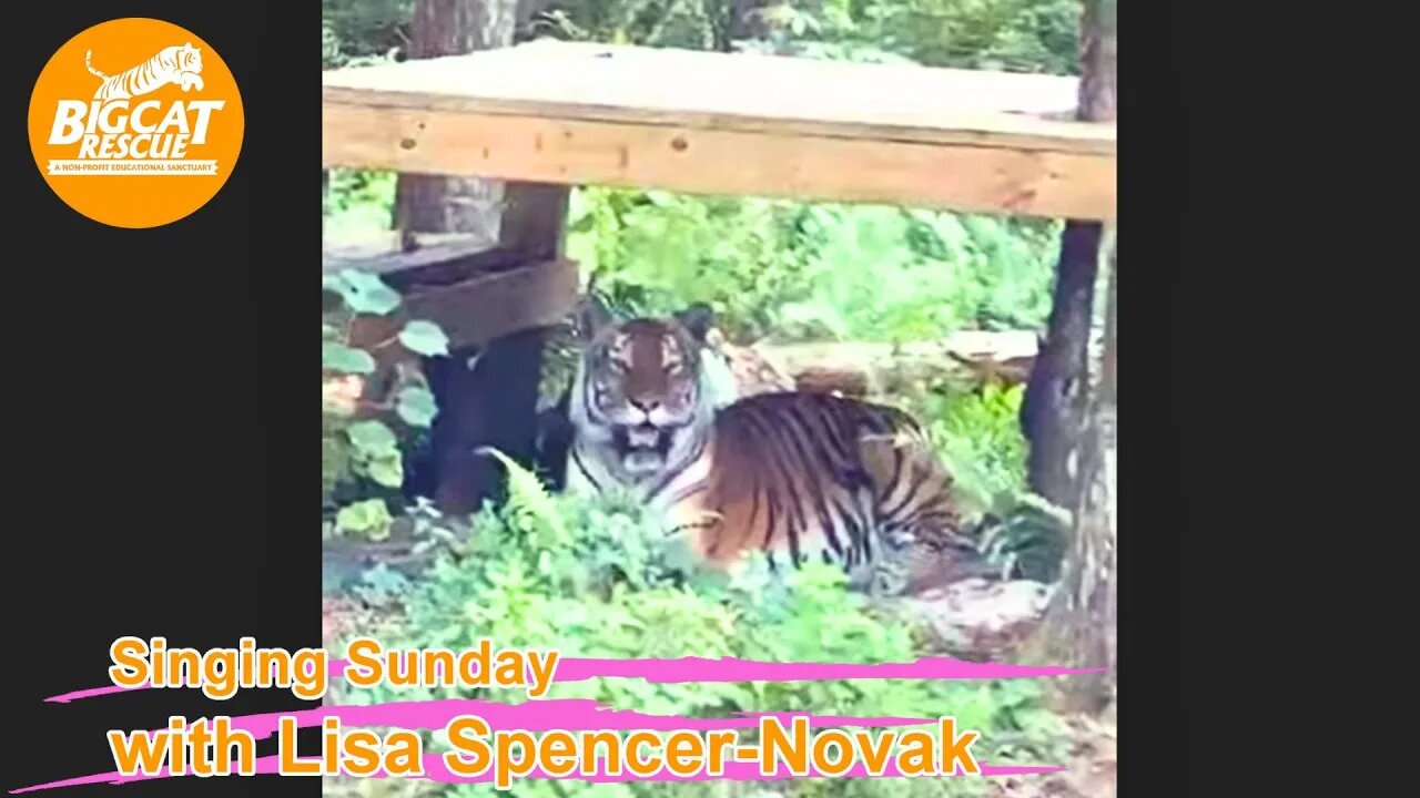 It’s Singing Sunday with Lisa Spencer-Novak and Carole Baskin at BigCatRescue.org 07 23 2023