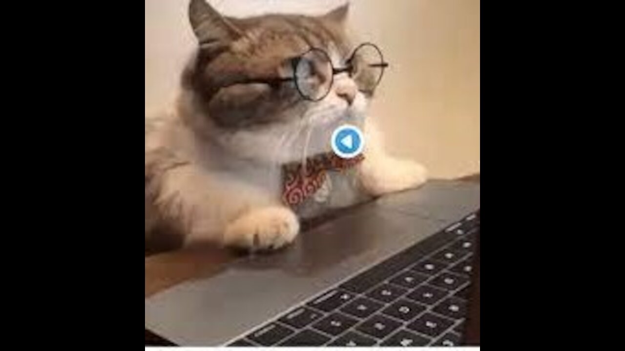 cute and funny cat vines