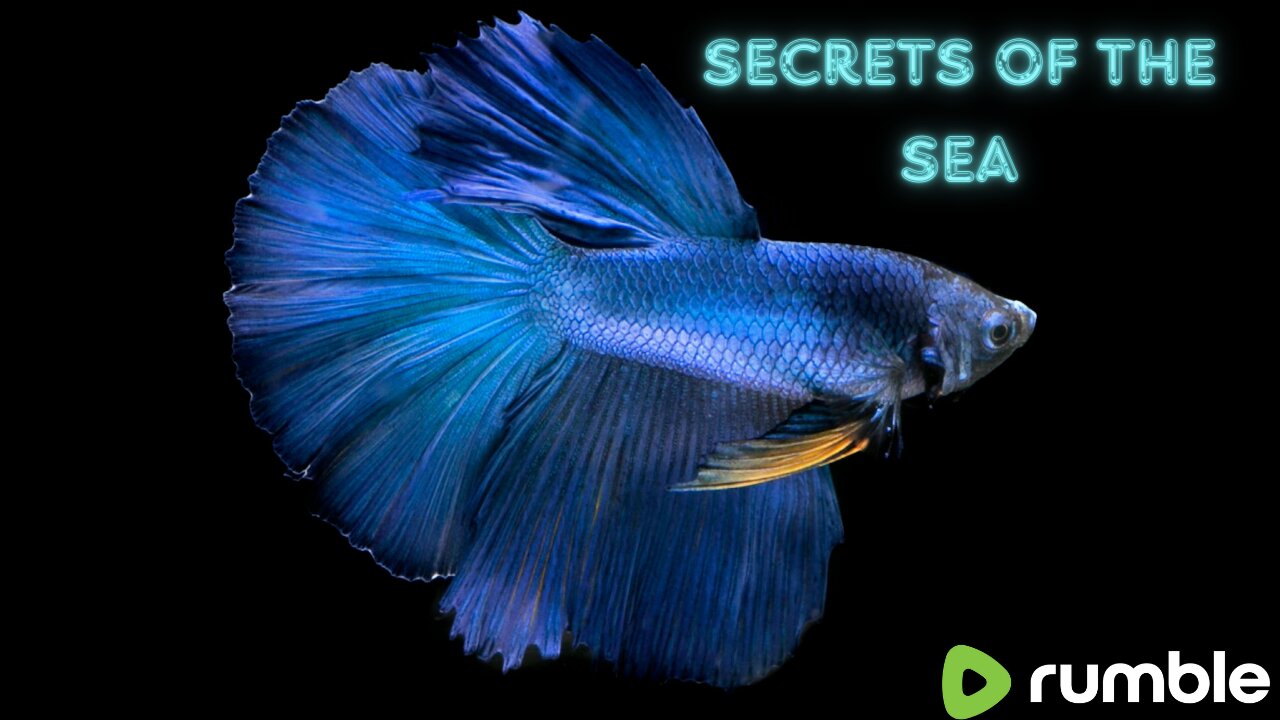 The lightness and calmness of betta fish