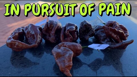 8 CHOC. SUPERHOTS! Pods by Linda's Fiery Treats, and Lonestar Mastiff Farms! The pursuit of PAIN!