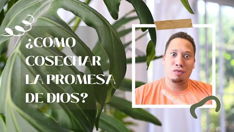 ¿COMO COSECHAR LAS PROMESAS DE DIOS? - MIRAR EL VIDEO COMPLETO