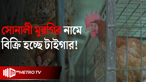 সোনালী মুরগির নামে আমরা কি খাচ্ছি! | Sonali chicken | The Metro TV
