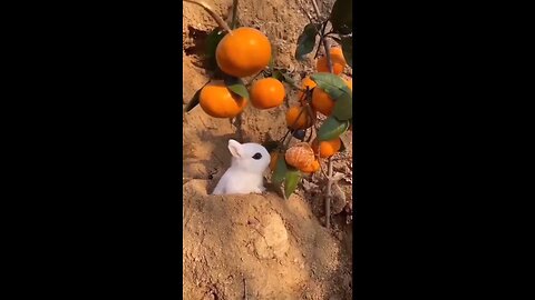 Rabbit 🐇 fun movement
