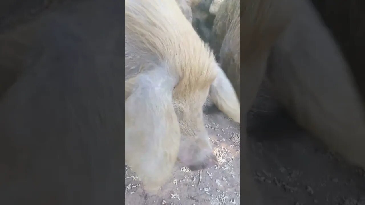 Miss Piggle Wiggle Bacon Junior is about to pop with her first litter. Time to get her moved.