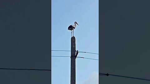 heute mal Besuch im Garten gehabt #shorts #natur #litauen #storch