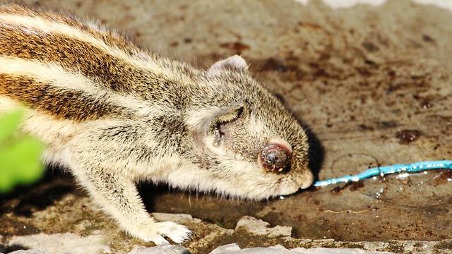 Squirrel is struggling life after loosing her one eye, Now she can see only the world on her left.