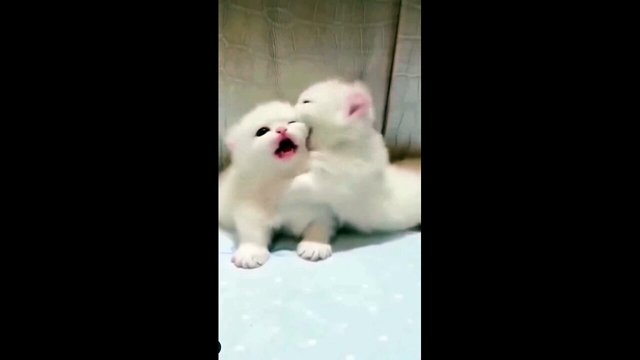 Funny and cute cat video - Animals videos