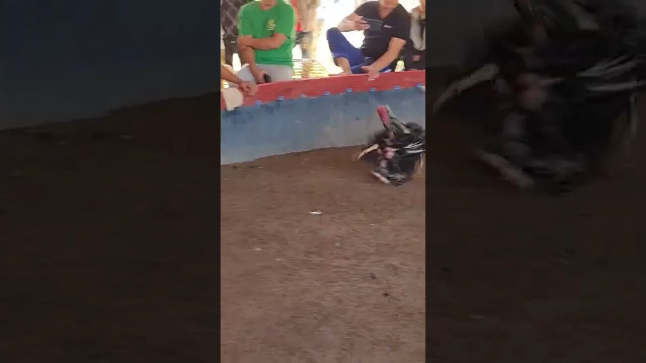 Cock Fight Luang Prabang Laos 🇱🇦 #shorts #laos #cockfight #luangprabang