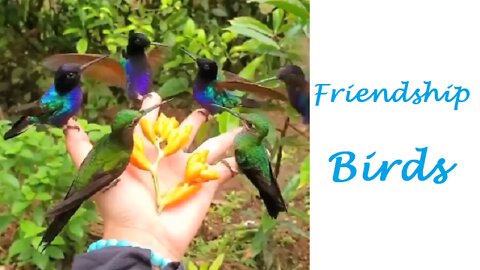 Friendship Birds