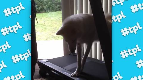 "Walking the Dog Inside | Funny Dogs on Treadmills Compilation"