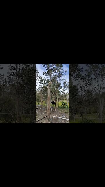 Good afternoon Skippy