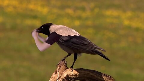 "IF Birds Got Arms "! 💪💪