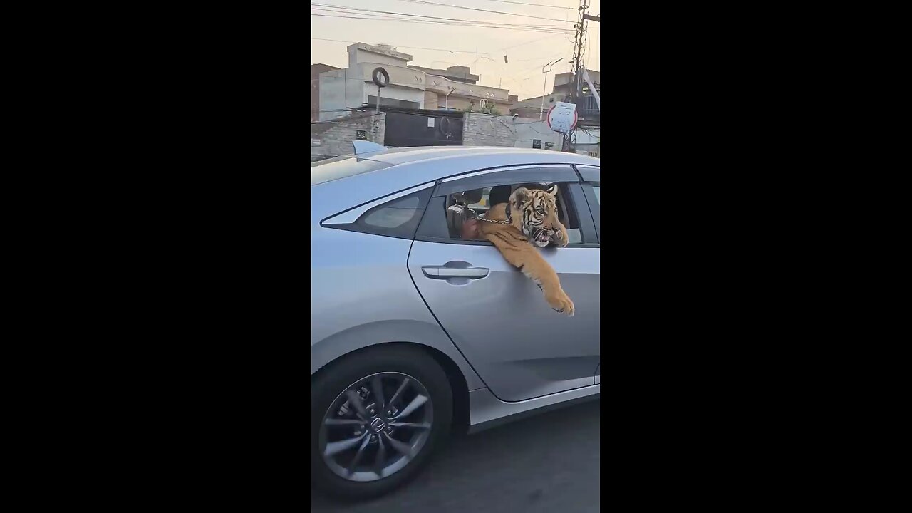 Tiger in the city