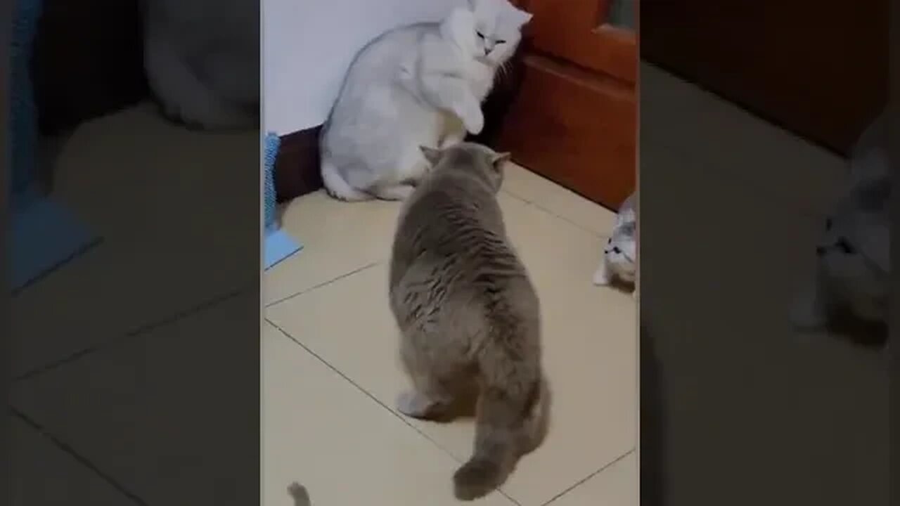 Try Not To Laugh Cat is Funny #shorts